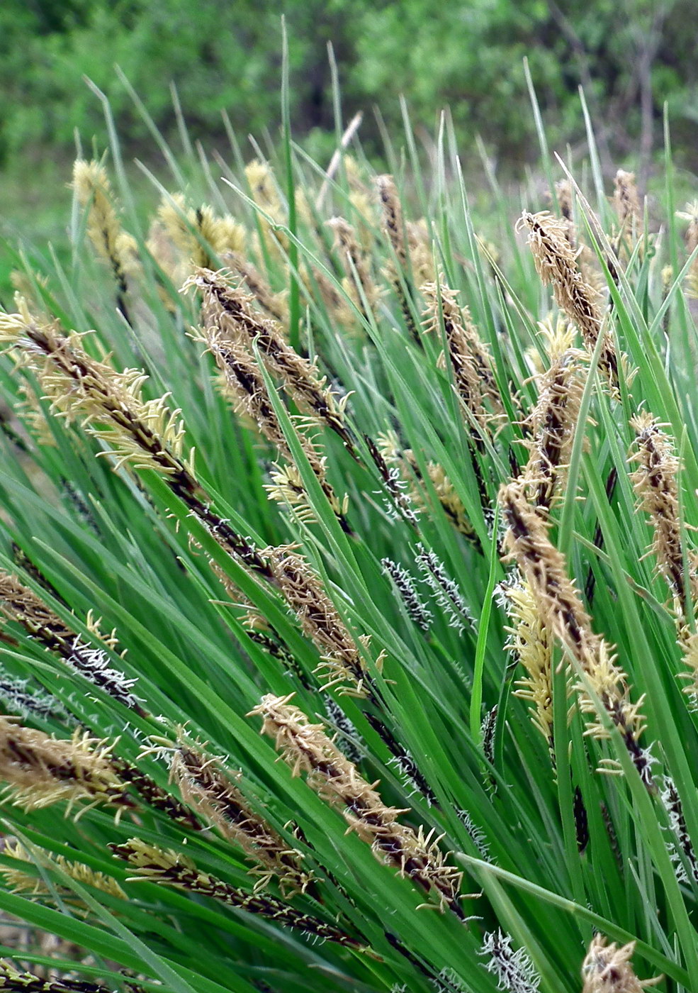 Изображение особи Carex cespitosa.