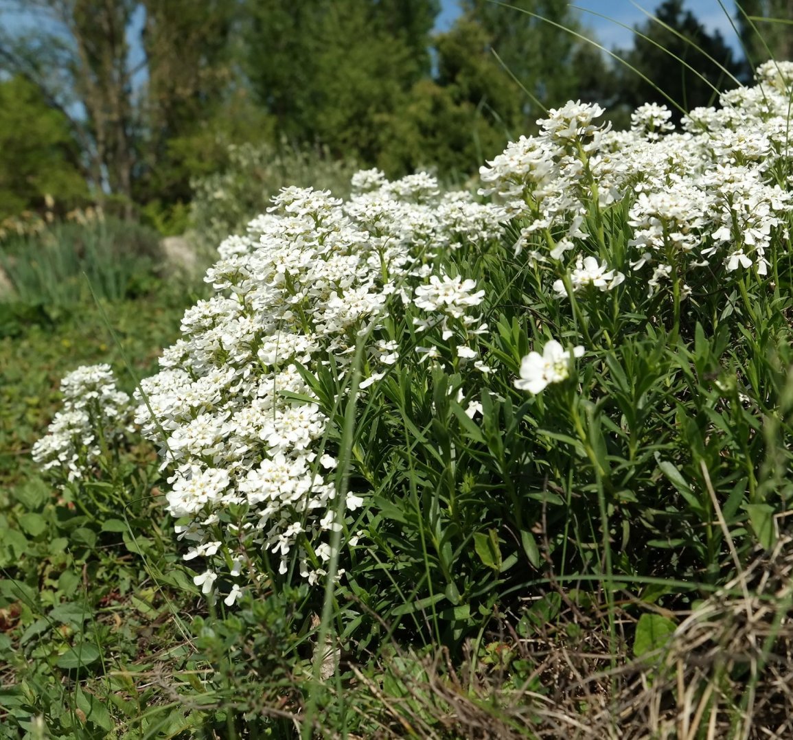 Изображение особи Iberis sempervirens.