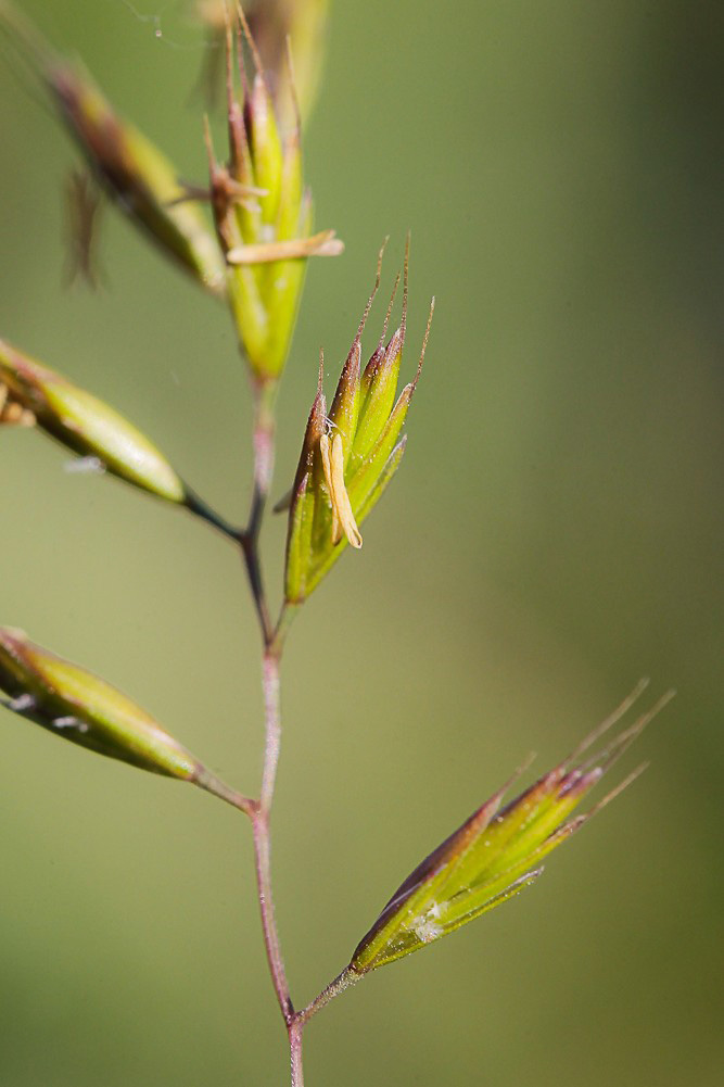 Image of genus Festuca specimen.