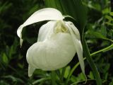 Cypripedium macranthos. Цветок (гипохромная форма). Приморье, окр. г. Находка, на лесной поляне. 28.05.2016.