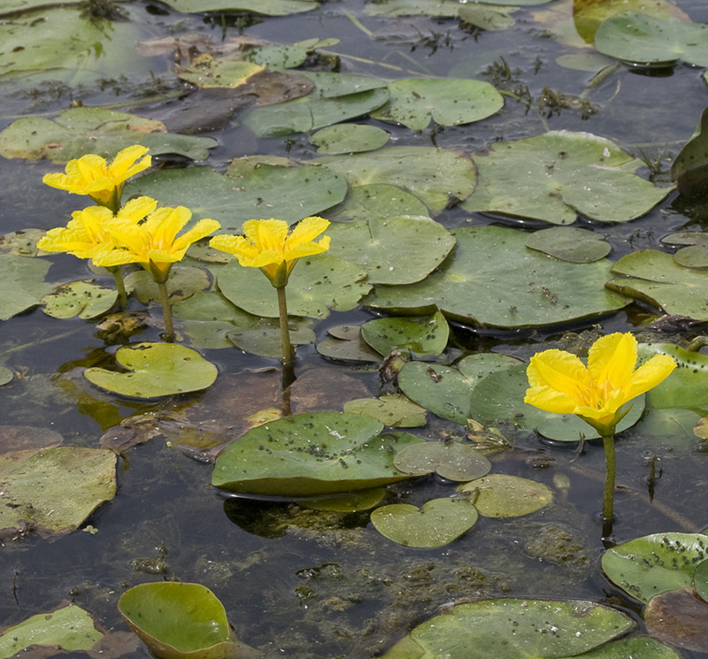 Image of Nymphoides peltata specimen.