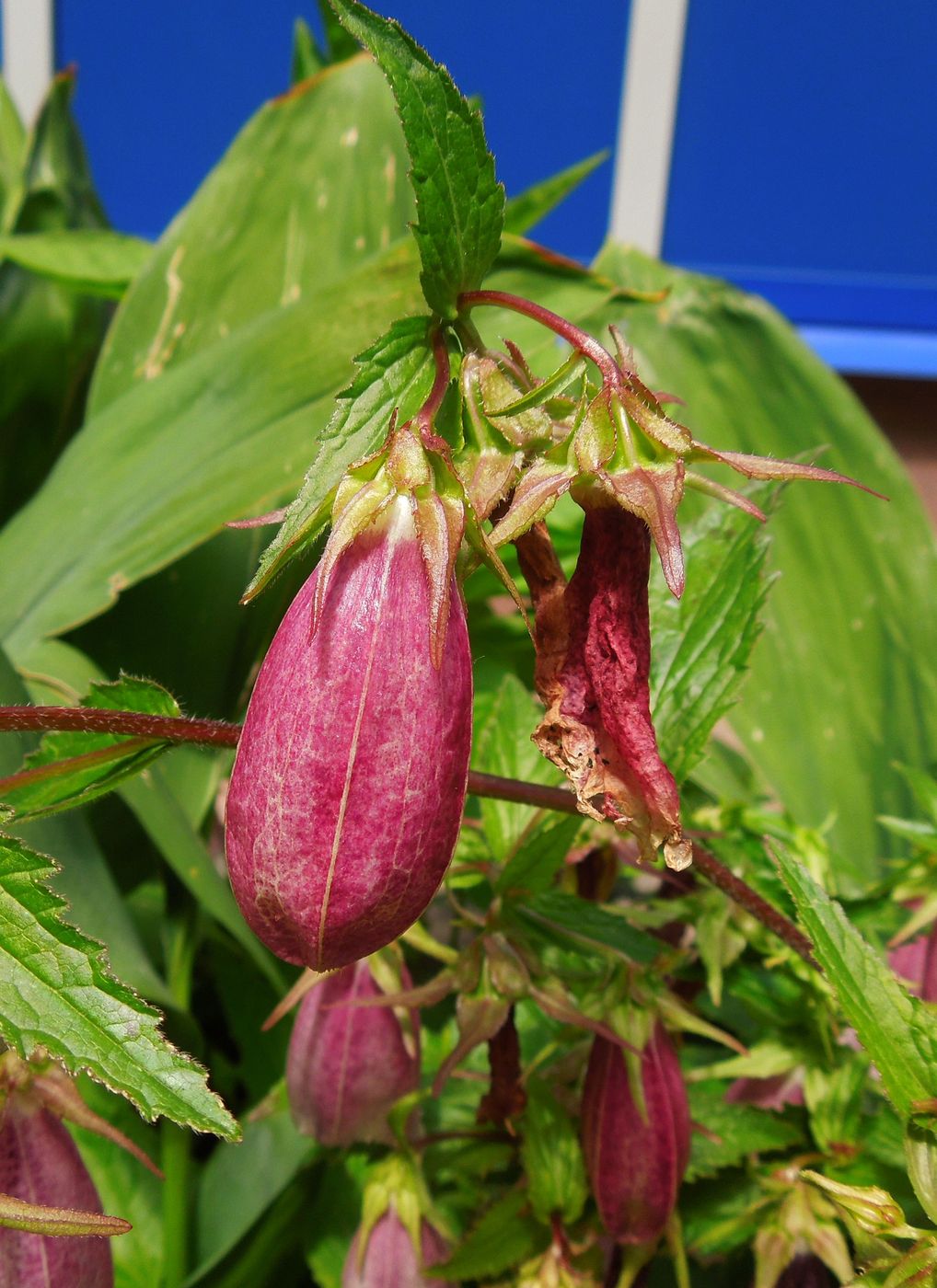 Изображение особи Campanula takesimana.