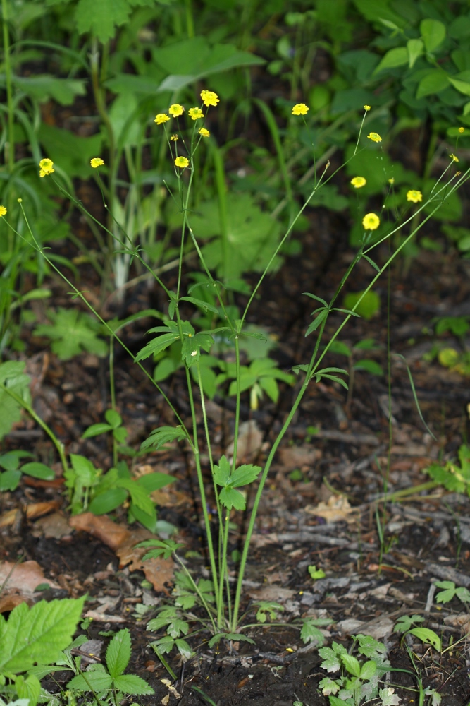 Изображение особи Ranunculus japonicus.