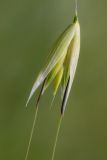 genus Avena