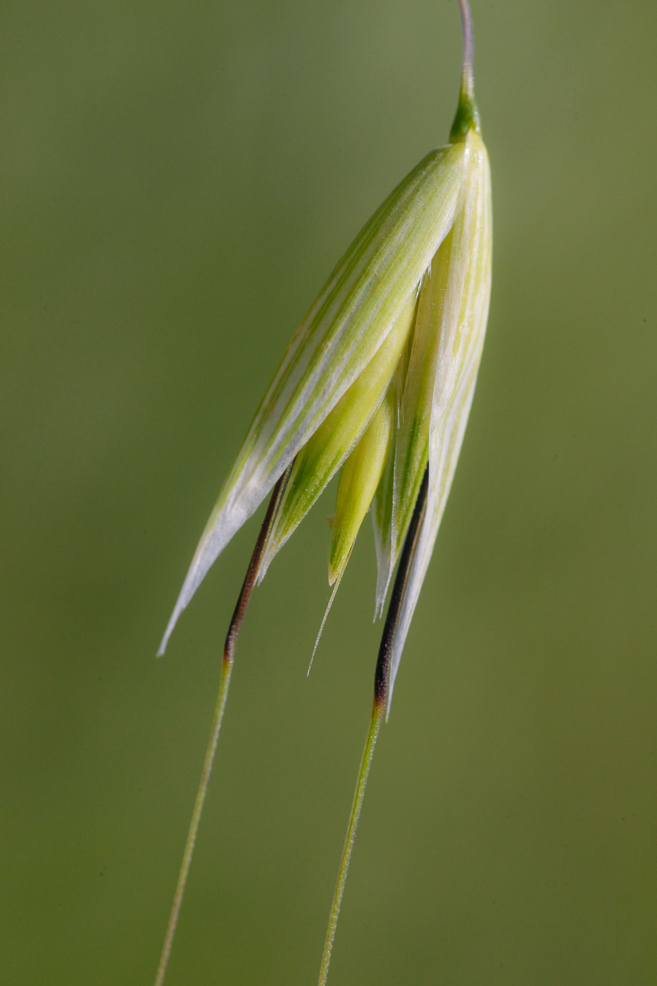 Image of genus Avena specimen.