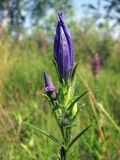 Gentiana pneumonanthe