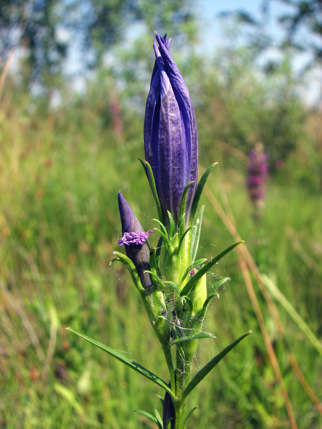 Изображение особи Gentiana pneumonanthe.