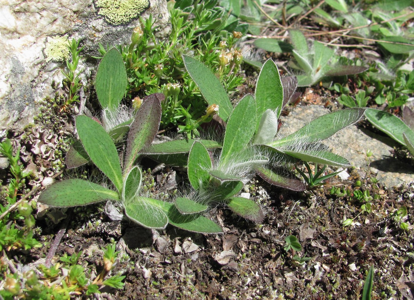 Image of Pilosella officinarum specimen.