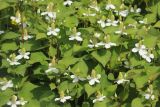 Houttuynia cordata