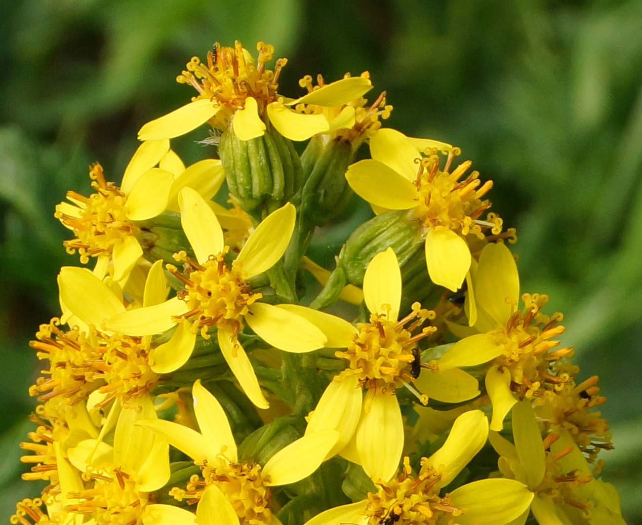 Image of Ligularia altaica specimen.