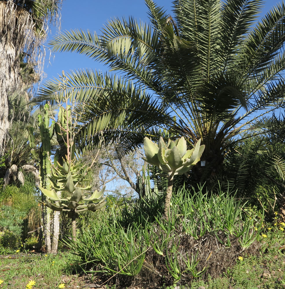 Image of Kalanchoe beharensis specimen.