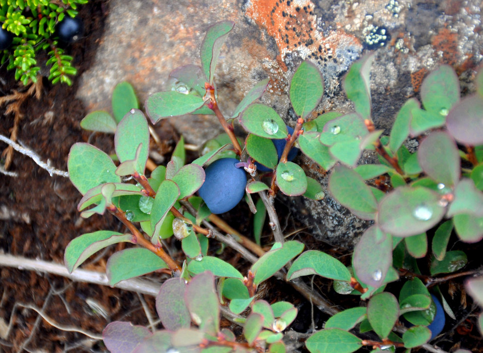 Image of Vaccinium uliginosum specimen.