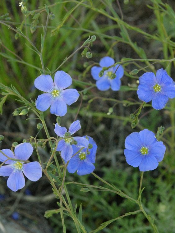 Изображение особи род Linum.