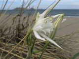 Pancratium maritimum. Цветок и бутоны. Испания, автономное сообщество Каталония, провинция Жирона, комарка Баш Эмпорда, муниципалитет Тороэлья-де-Монгри, пляж Фонольера (la Fonollera) в 1км. к югу от устья р. Тер, гребень дюны. 10.08.2016.