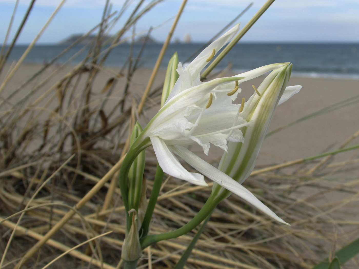 Изображение особи Pancratium maritimum.