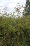 Chaerophyllum aromaticum