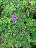Vicia cracca