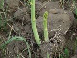 Asparagus officinalis