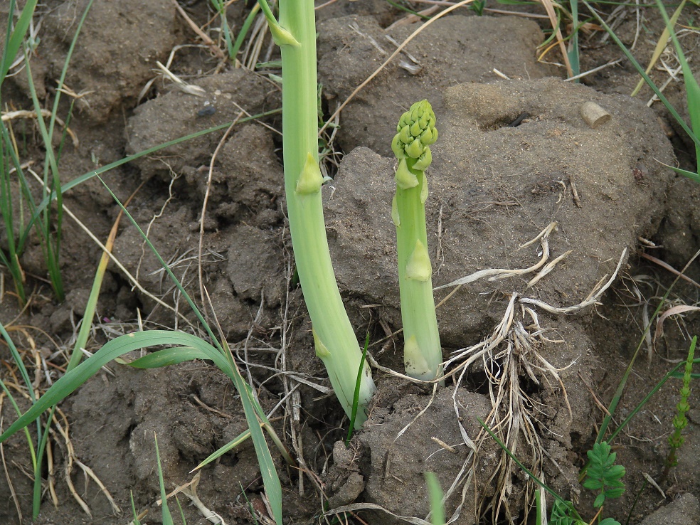 Image of Asparagus officinalis specimen.
