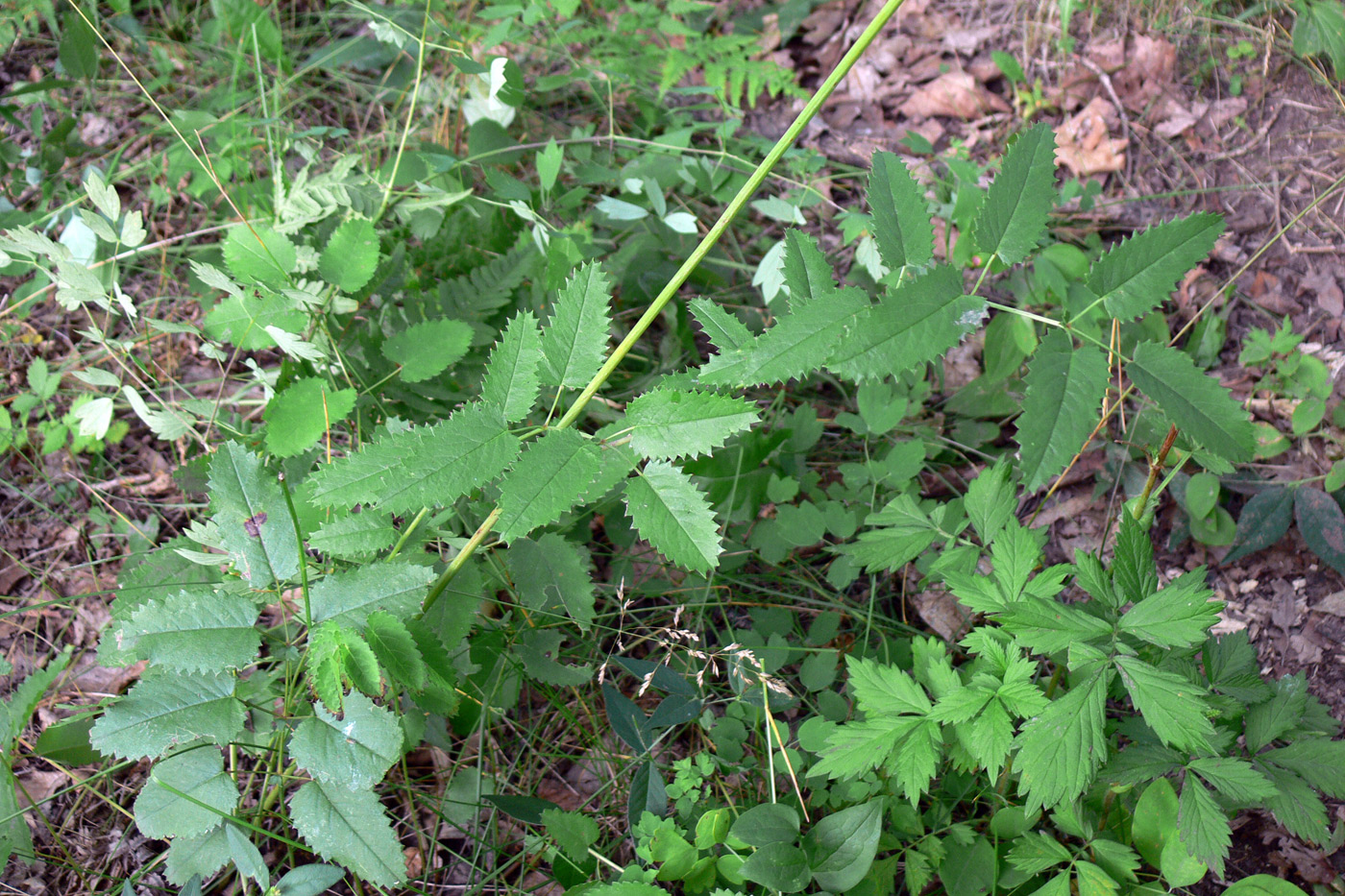 Изображение особи Sanguisorba officinalis.