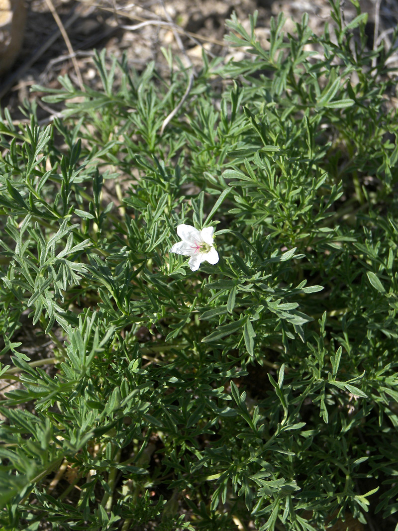 Изображение особи Erodium stevenii.