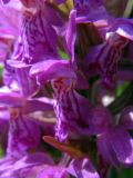 Dactylorhiza majalis