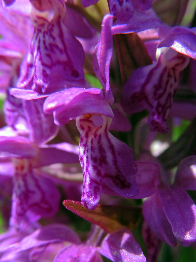 Image of Dactylorhiza majalis specimen.