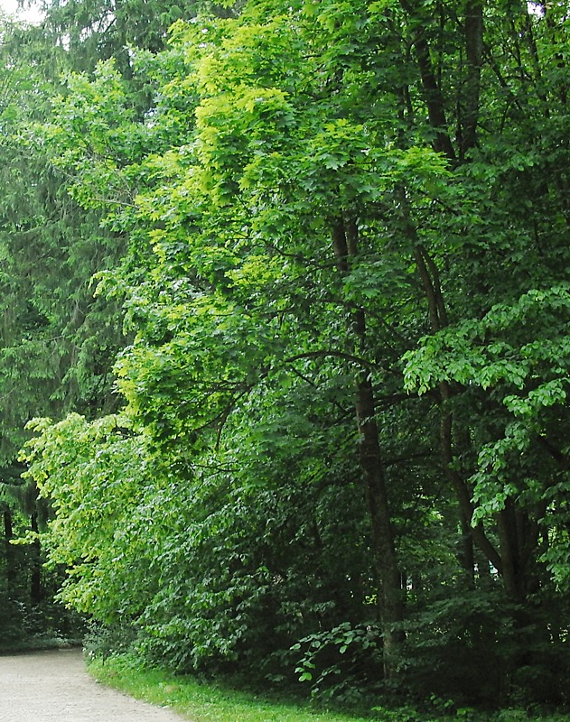 Image of Carpinus betulus specimen.