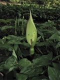 Arum maculatum