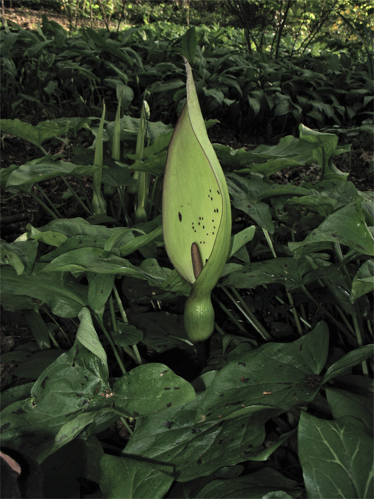 Изображение особи Arum maculatum.