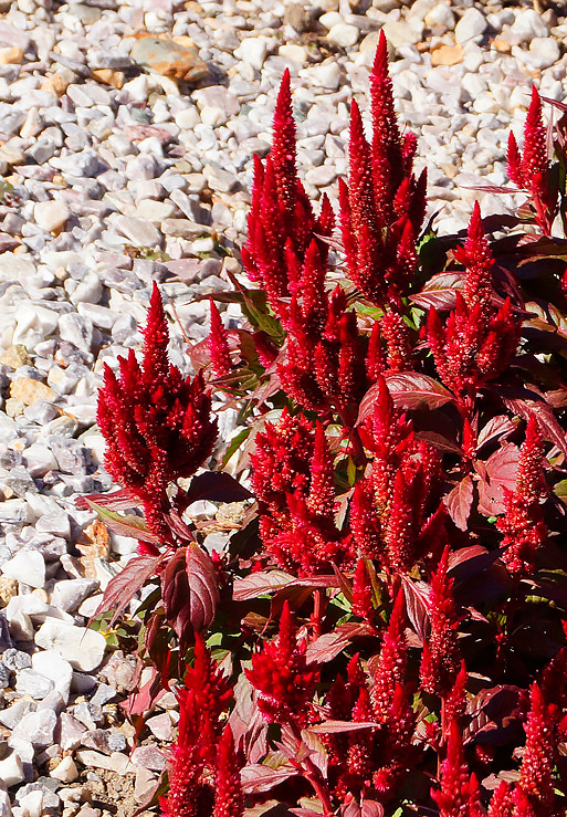 Image of Celosia argentea specimen.