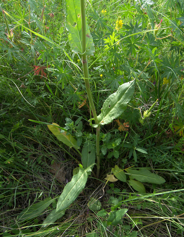 Изображение особи Rumex tuberosus ssp. horizontalis.