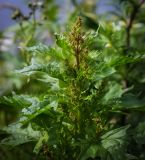 Oxybasis rubra. Верхушка цветущего растения. Ярославская обл., Рыбинский р-н, с. Каменники, песчано-каменистый берег Рыбинского водохранилища. 18.08.2016.