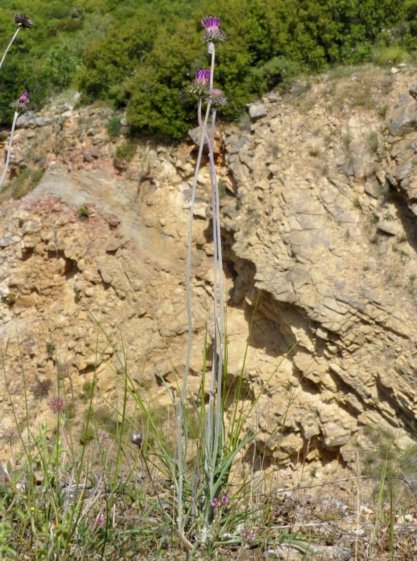 Image of Jurinea mollis specimen.