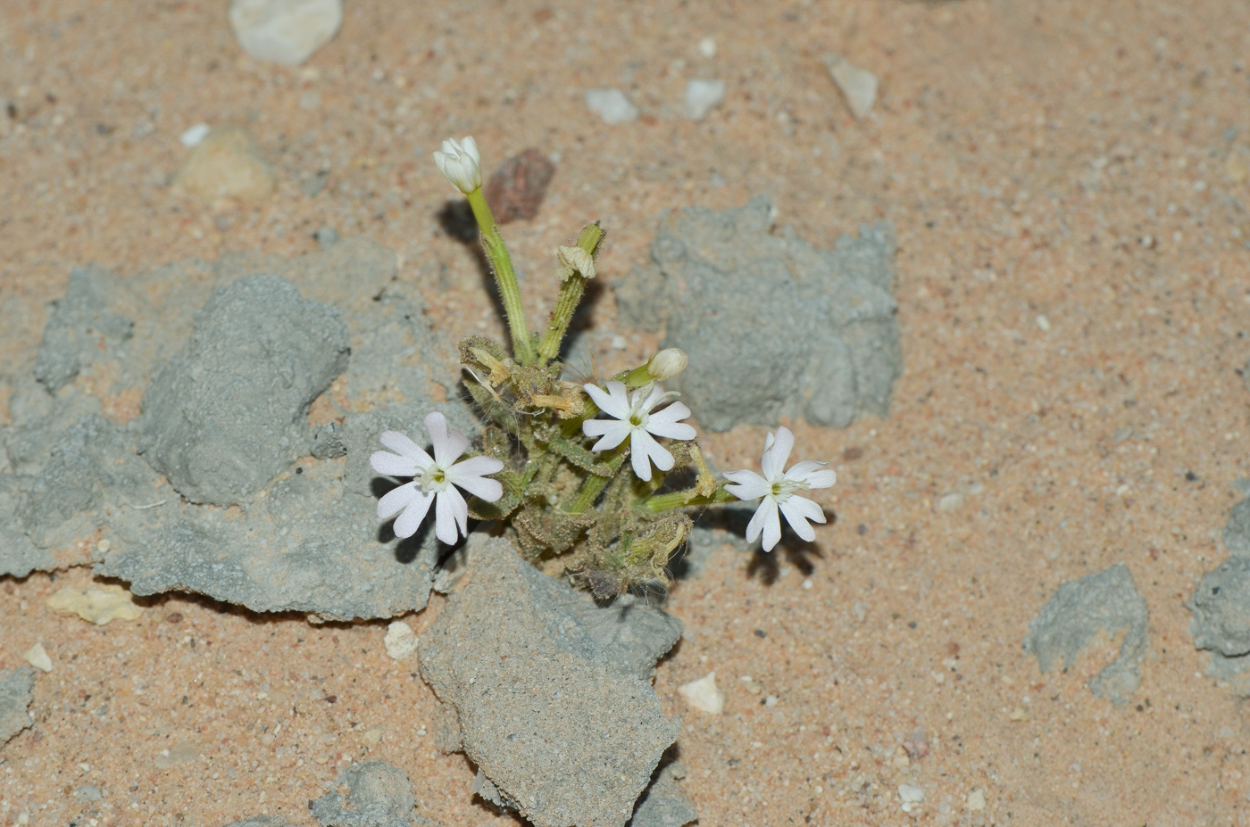 Изображение особи Silene villosa.