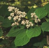 Hydrangea paniculata