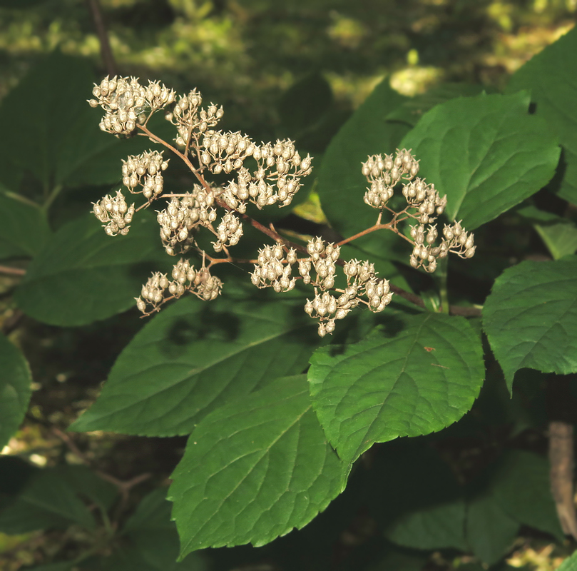 Изображение особи Hydrangea paniculata.