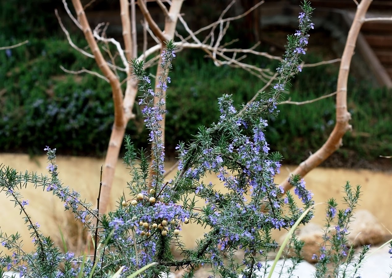 Image of Rosmarinus officinalis specimen.