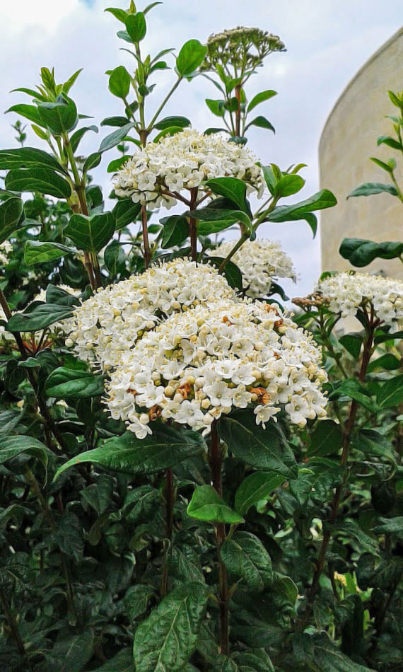 Изображение особи род Viburnum.