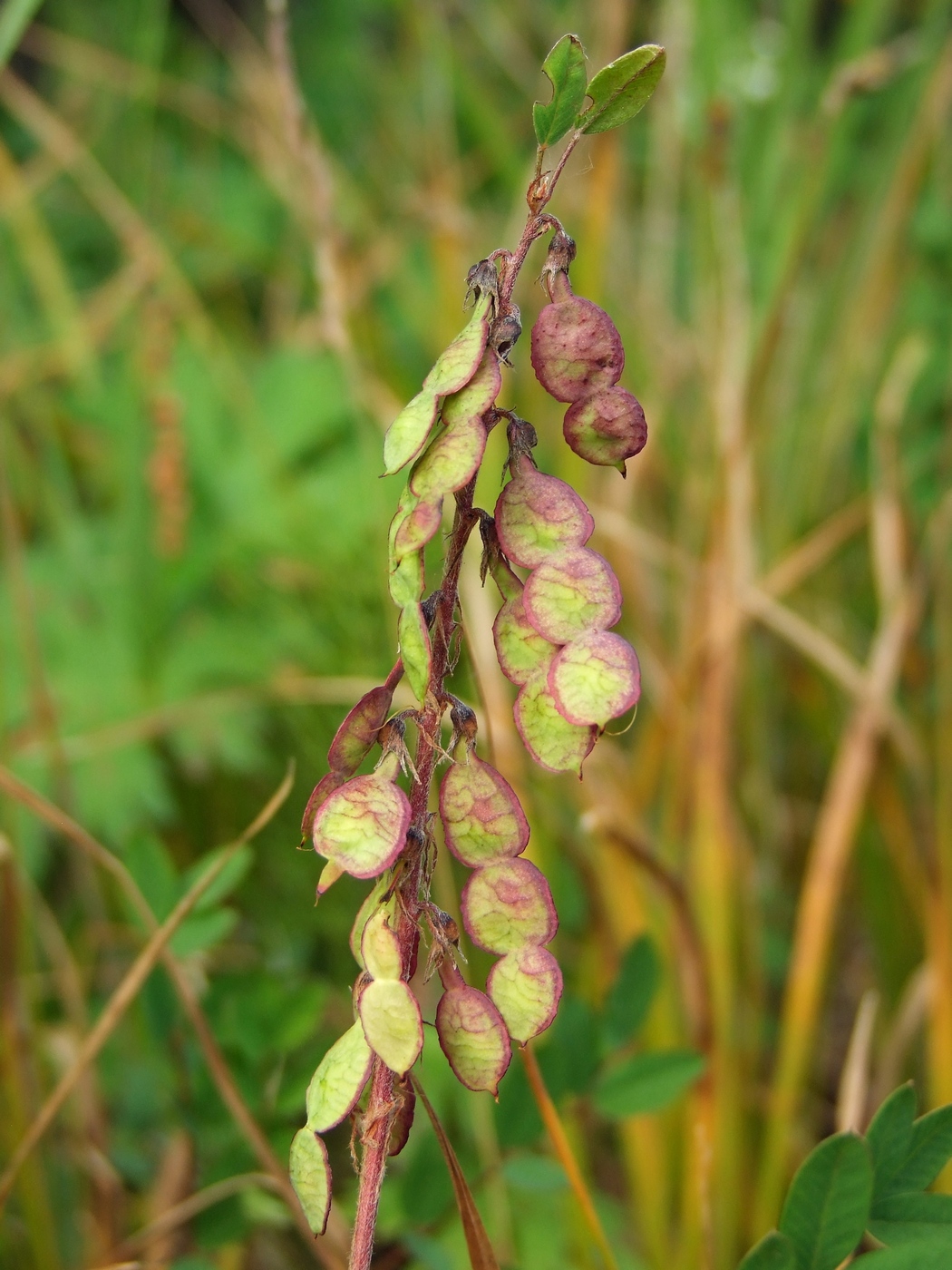 Изображение особи Hedysarum hedysaroides.