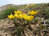 Eranthis longistipitata