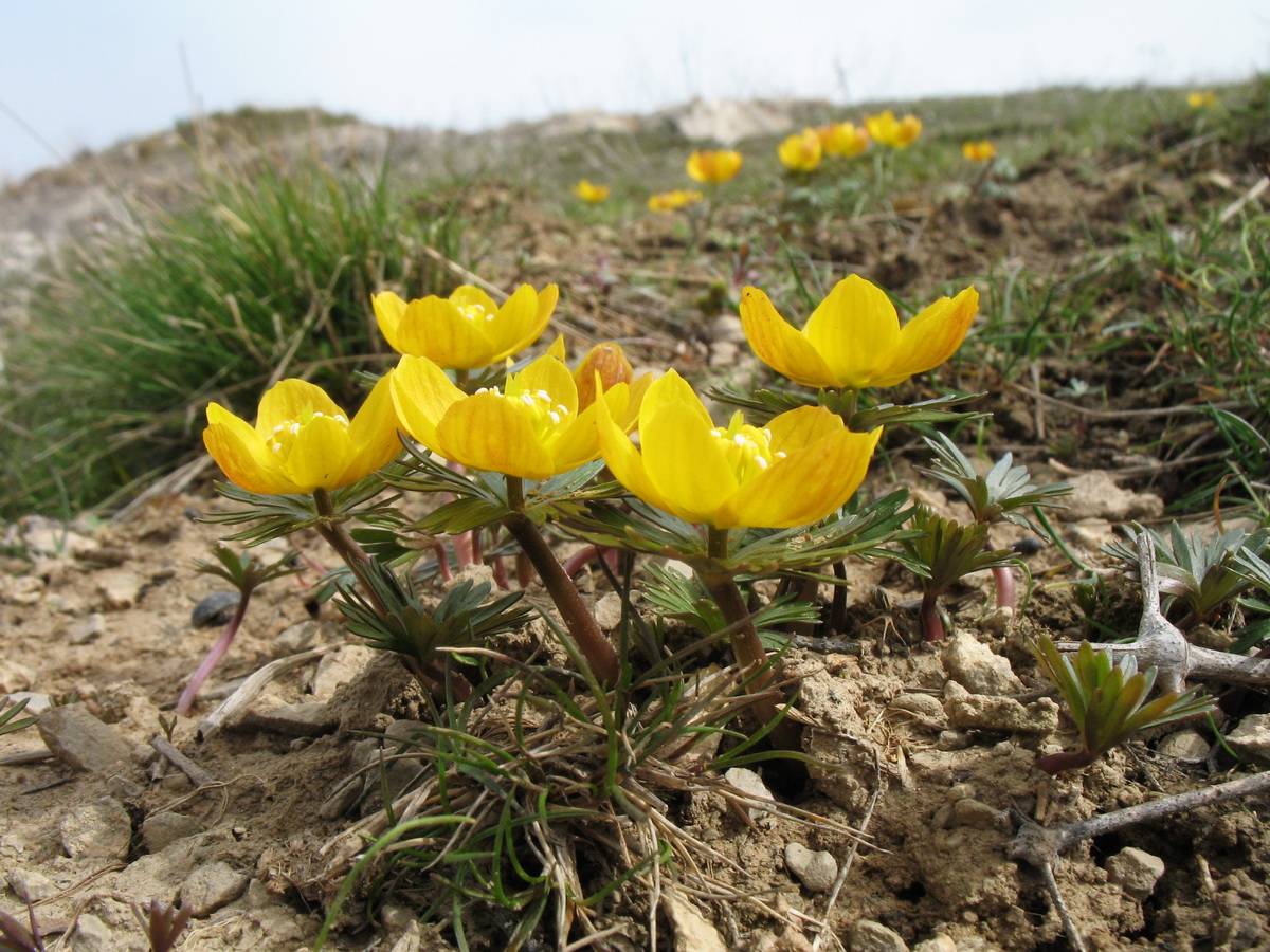 Image of Eranthis longistipitata specimen.