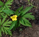 Anemone ranunculoides