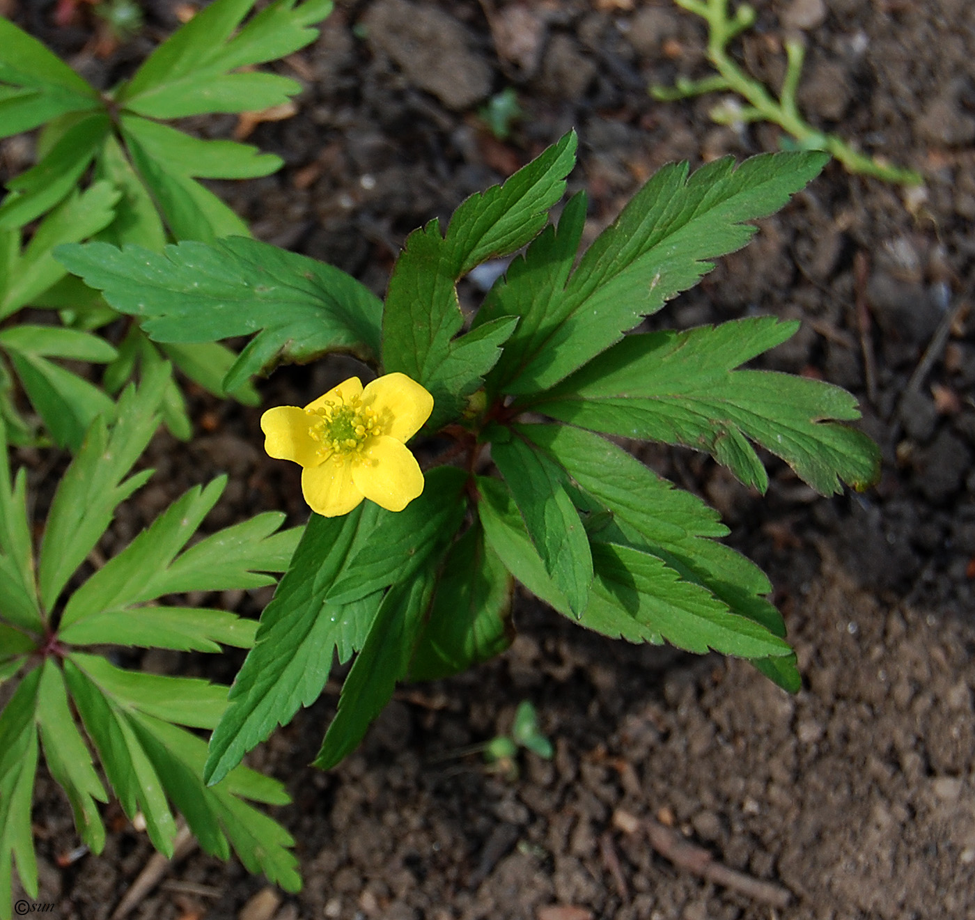 Изображение особи Anemone ranunculoides.