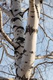 Betula pendula