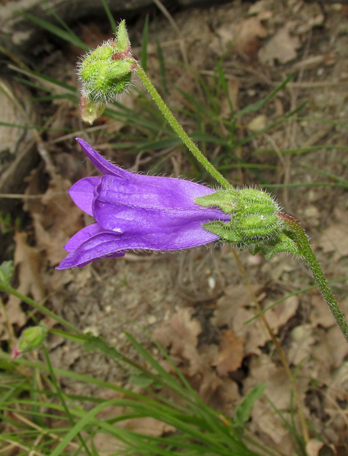 Изображение особи Campanula komarovii.