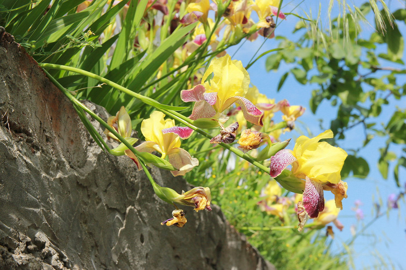 Изображение особи Iris variegata.