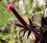 Saponaria glutinosa