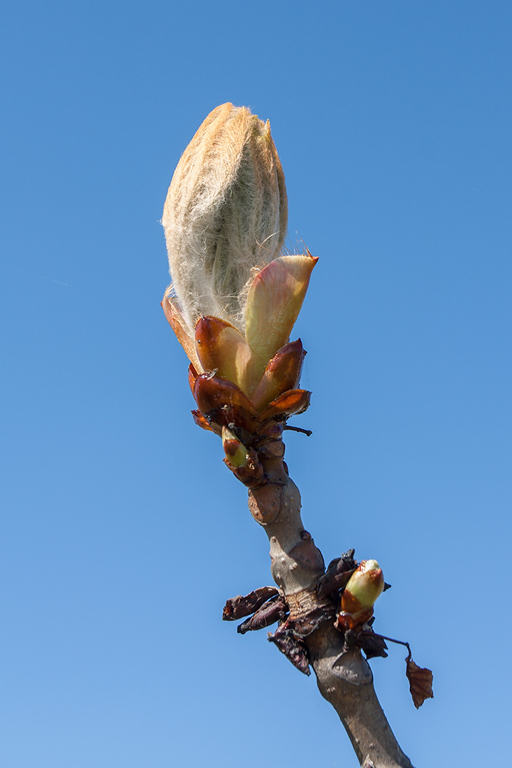 Image of Aesculus hippocastanum specimen.