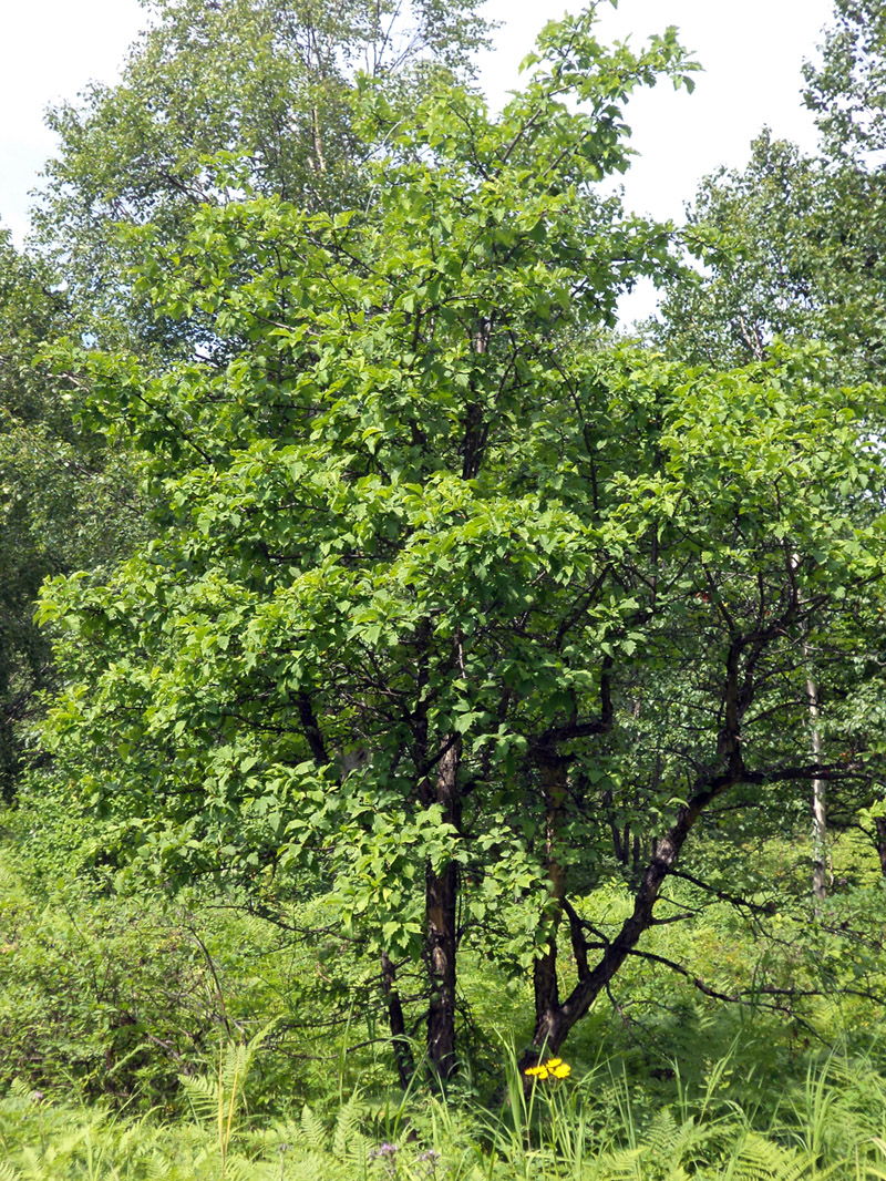 Изображение особи Crataegus chlorosarca.